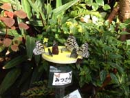 夢のコラボ企画報告その1(午前の部)
