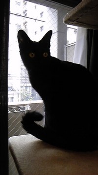 黒猫まるこﾁｬﾝ＆ｽｺﾃｨｯｼｭこてつﾁｬﾝのペットシッター