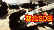 【関西】里親募集！多頭飼い崩壊・神戸猫残り１０匹！