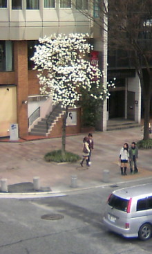 桜もいいけど・・・