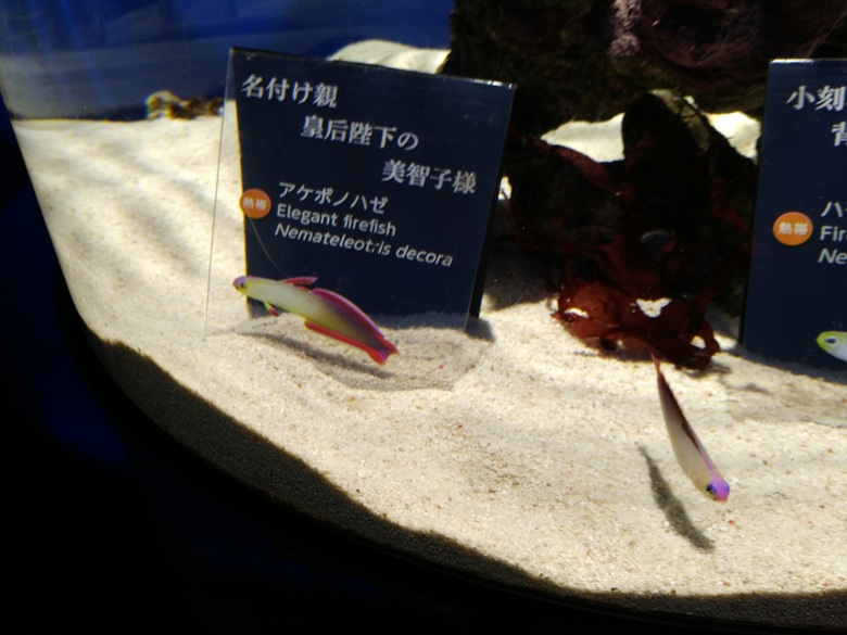 ニフレル ニフレル