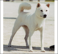 日本の犬