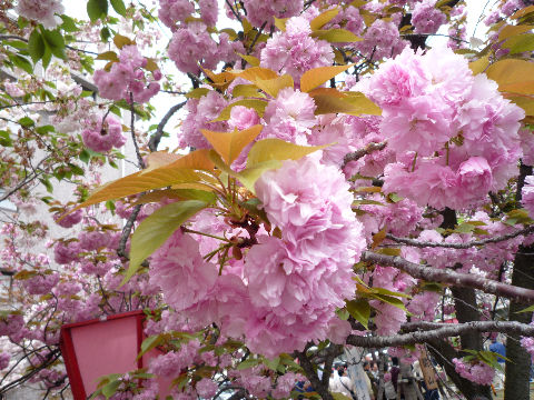 今日までよ！大阪造幣局！桜の通り抜け(^^♪