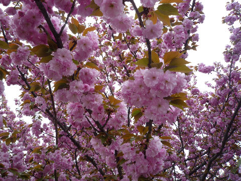 今日までよ！大阪造幣局！桜の通り抜け(^^♪