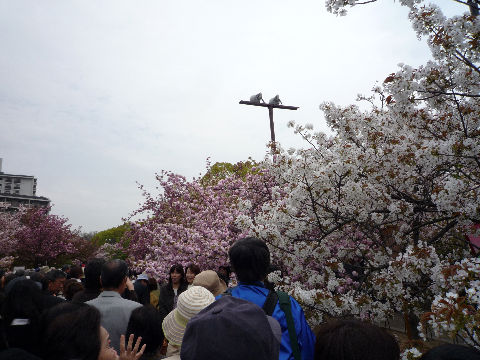 今日までよ！大阪造幣局！桜の通り抜け(^^♪