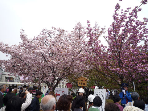 今日までよ！大阪造幣局！桜の通り抜け(^^♪