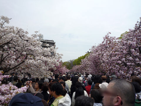 今日までよ！大阪造幣局！桜の通り抜け(^^♪