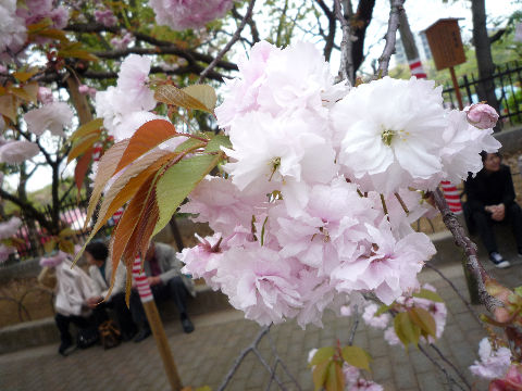 今日までよ！大阪造幣局！桜の通り抜け(^^♪