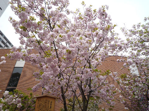 今日までよ！大阪造幣局！桜の通り抜け(^^♪