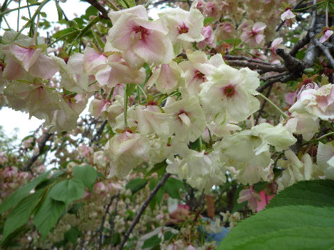 今日までよ！大阪造幣局！桜の通り抜け(^^♪