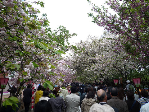 今日までよ！大阪造幣局！桜の通り抜け(^^♪