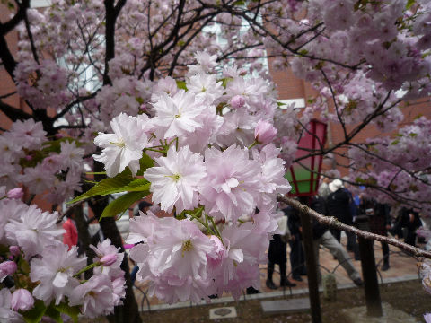 今日までよ！大阪造幣局！桜の通り抜け(^^♪