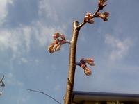 さくらんぼの桜の木