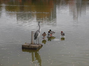 野鳥観察