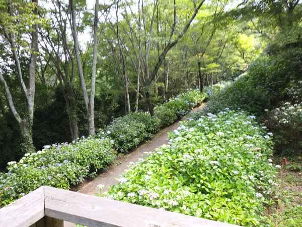 本日のアジサイの状況 本日のアジサイの状況