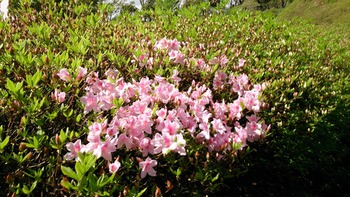 ツツジの開花情報です
