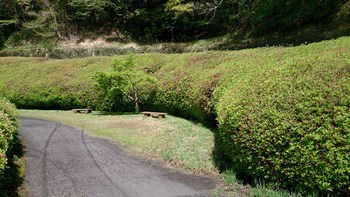 ツツジの開花情報です