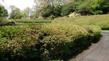 ツツジの開花情報です
