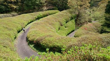 ツツジの開花情報です
