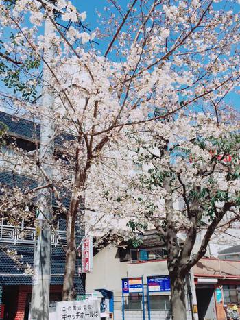 2018/3/23桜