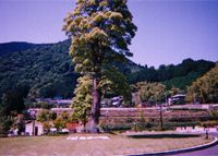 牛滝温泉「いよやかの郷」