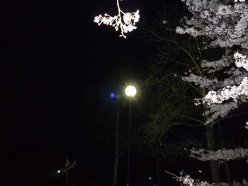 明石公園 桜
