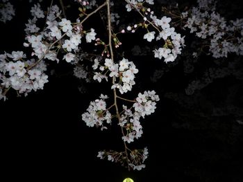明石公園 桜