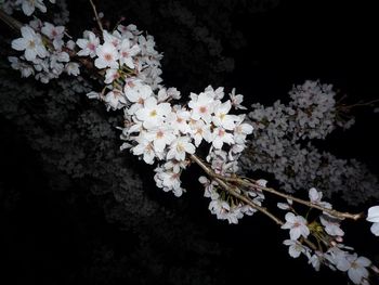 明石公園 桜