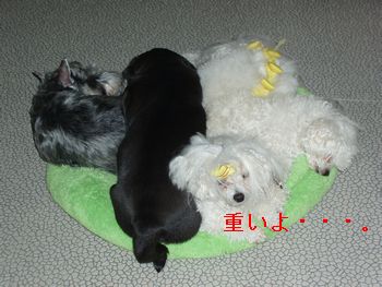 黒パグ