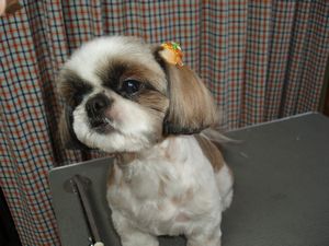 シーズー スイーティーちゃん