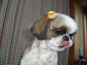 シーズー スイーティーちゃん