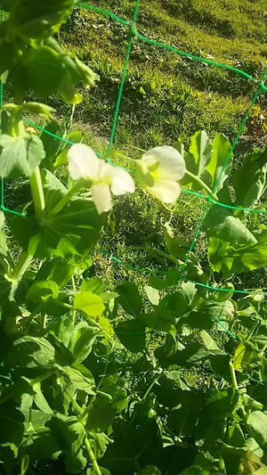 エンドウ豆の花 エンドウ豆の花