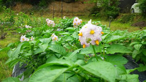 じゃがいもの花 じゃがいもの花