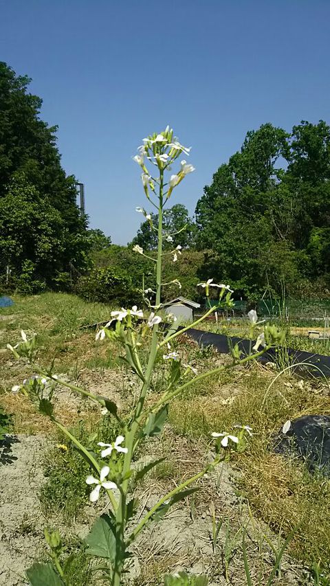 大根の花 大根の花