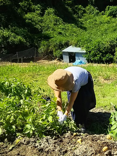 芋掘り 芋掘り