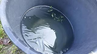 バケツの氷 バケツの氷