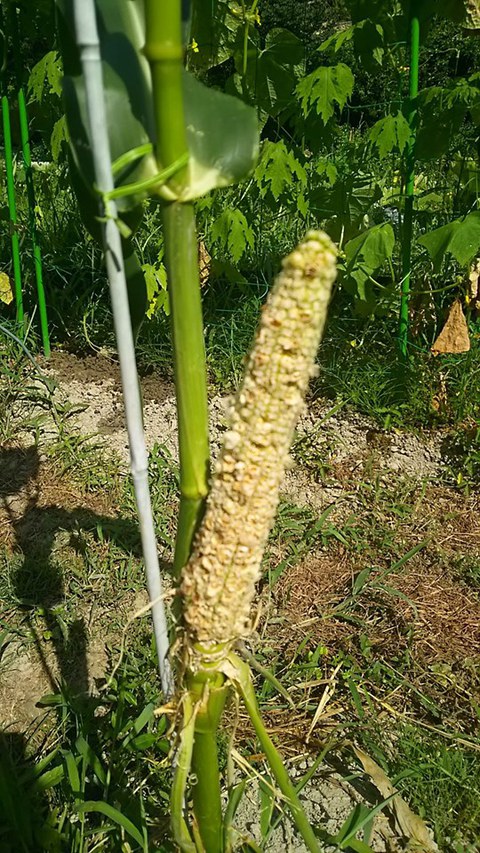 とうもろこし とうもろこし