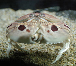 メガネ蟹