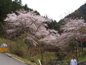 やっと春さくら
