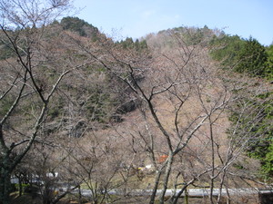 きょうのサクラ