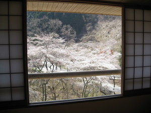 今日のサクラ 開花状況