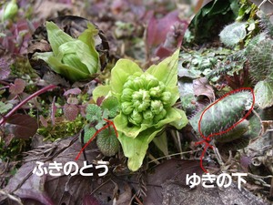 小さい春見つけた!