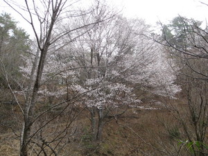 今日のサクラ 開花状況