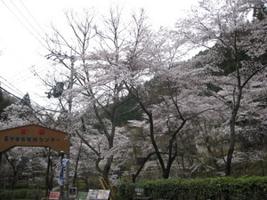 今日のサクラ 開花状況