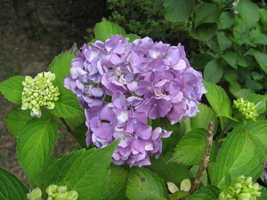 咲いています。