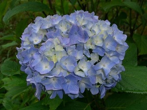 リアルタイム・アジサイ・ベィビー