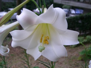 雨でも元気なゆりの花