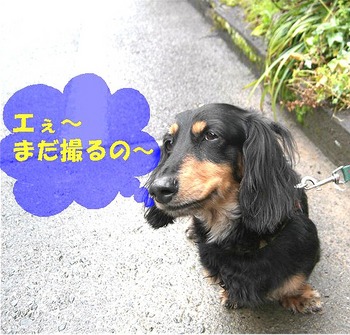 今日のワンダフル