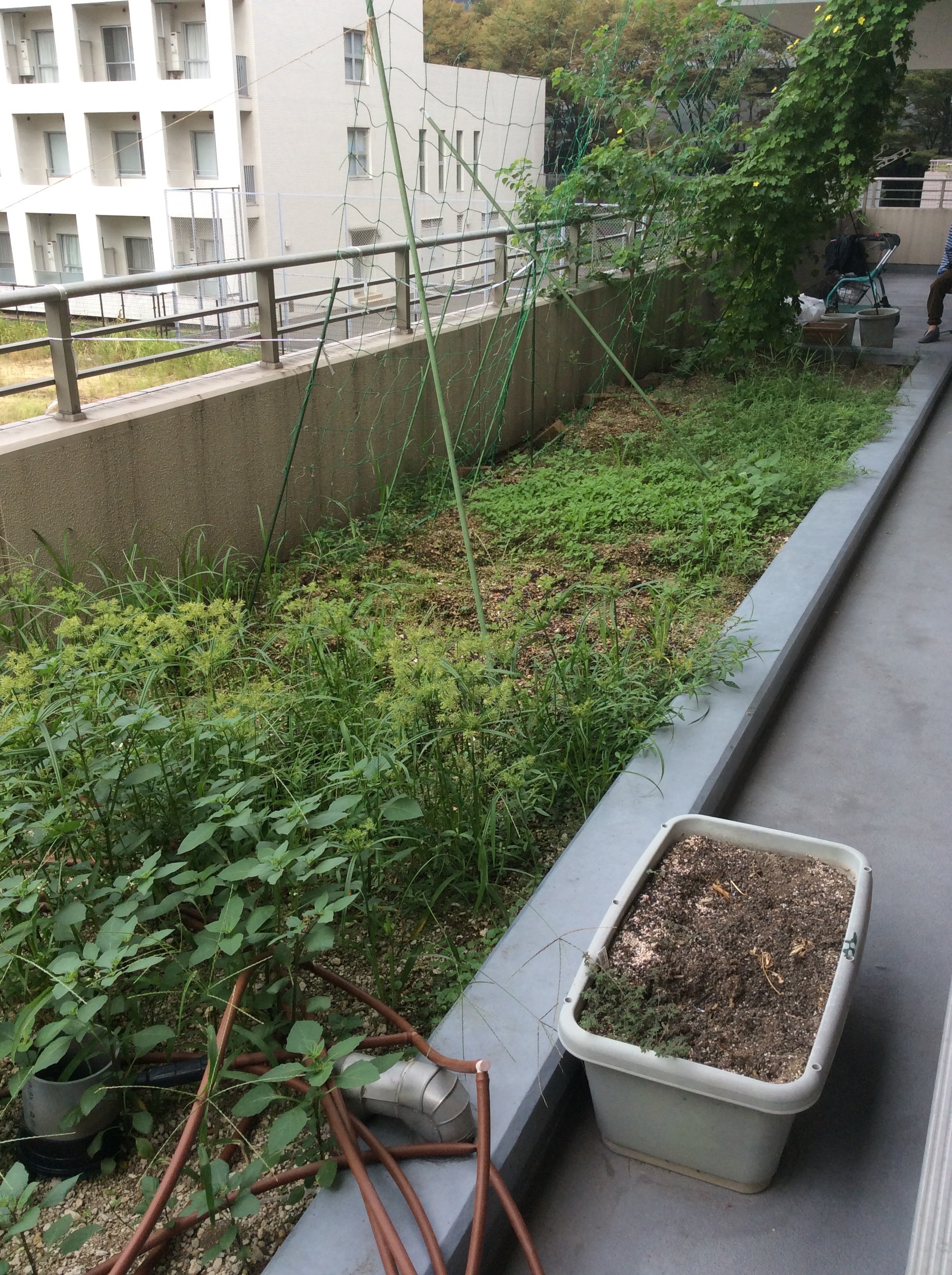 園芸の経過報告！