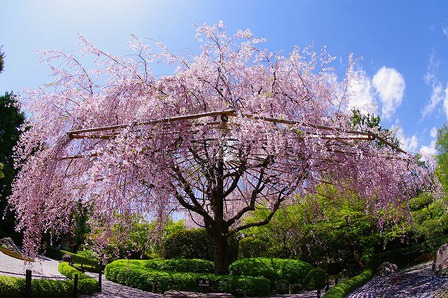 桜の見納め　退蔵院の枝垂れ桜